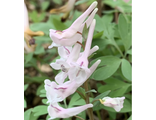 Corydalis glaucescens