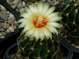 Hamatocactus setispinus REPP 1016B - 5 семян