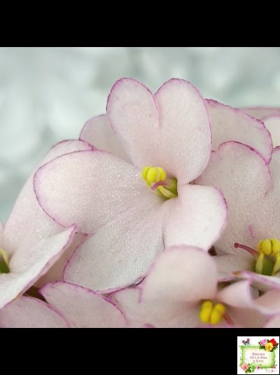 Н-Дюймовочка (Н. Бердникова)