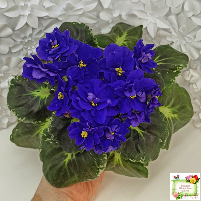 Р-Голубика (В. Зуб) 2023 г.