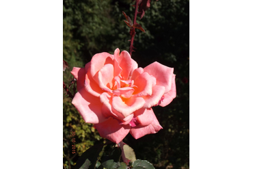 Лезгинка (грандифлора). Селекция НБС