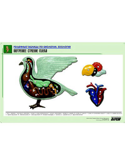 Рельефная таблица "Внутреннее строение голубя" (формат А1, матовое ламинир.)