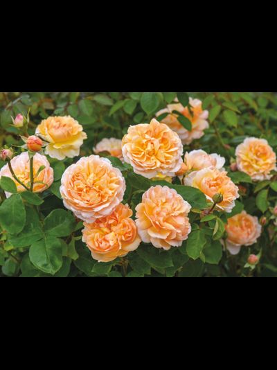 Зе Леди Гарденер (The Lady Gardener)