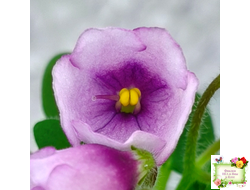 SimSim Tiny Bells (Alex Mayer) (детка)