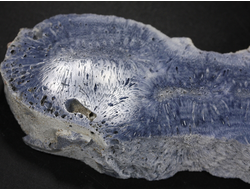 Коралл голубой Акори, Австралия (137*57*14 мм, 129 г) №37716