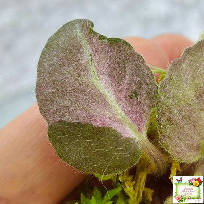 ОЗ-Viola-Tesoro (О. Завадська) листовая химера