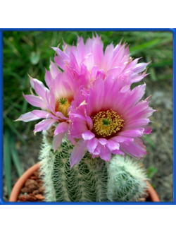 Echinocereus baileyi DJF 1308