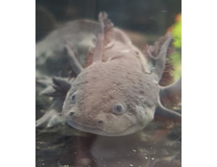 Аксолотль