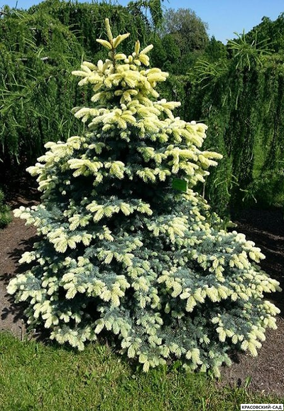 Ель колючая Биалобок