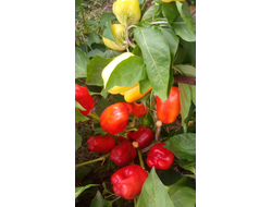 Перец сладкий Шорокшары