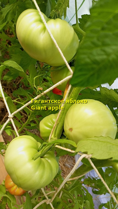 Томат Гигантское яблоко (Giant Apple, Сербия)