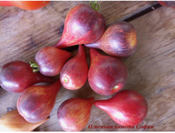 Томат Огненная комета Софии