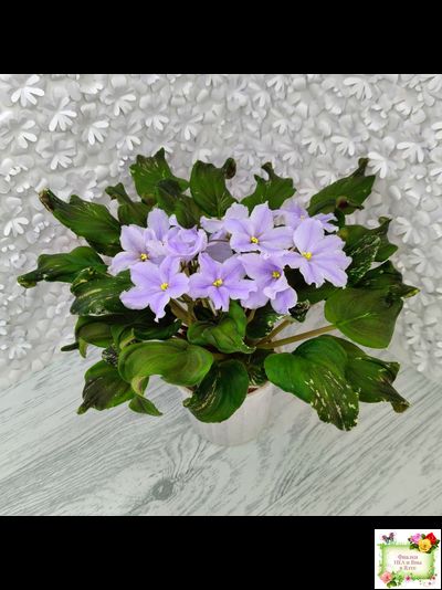 LV-Небо в Кармашке (Л. Шевелева) трейлер (пестролистный клакамас) сеянец