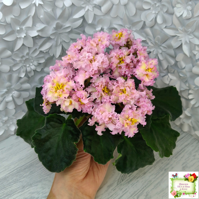 РМ-Яринка (Н. Скорнякова) 2021 г.