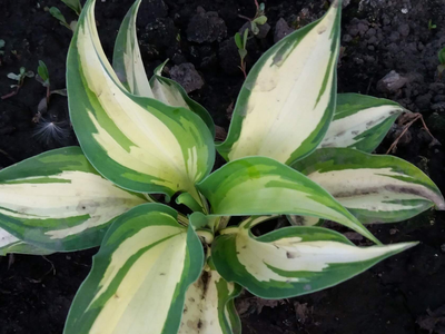 Хоста Чероки фото