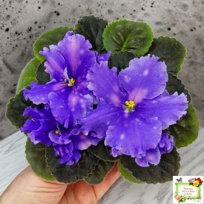 МТ-XXL Эльф (М. Тотиева) 2022 г. (сортовой стартер)