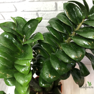 Замиокулькас Зензи (Жук) / Zamioculcas Zenzi (Bug)