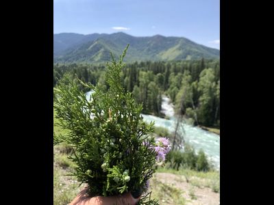 Гидролат Алтай (кедр и можжевельник)