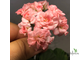 пеларгония зональная Grainger's Antique Rose