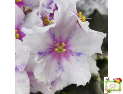 Dn-Love Time (Д. Денисенко) 2021 г.