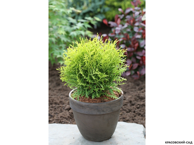 Туя Даника Ауреа - Danica Aurea