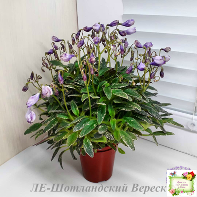 ЛЕ-Шотландский Вереск (Е. Лебецкая) мини трейлер