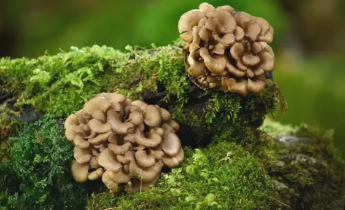 Гриб Майтаке, Grifola frondosa, купить экстракт Майтаке