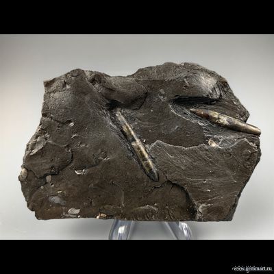 Пирит, замещение по белемниту во вмещающей породе. КЧР. Россия. 125*81*14мм