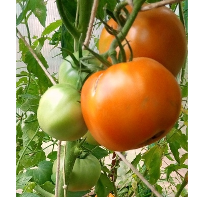 Томат Командор Фортуна