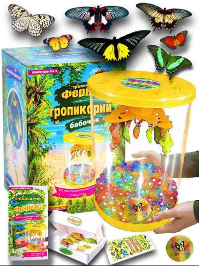 ферма бабочек  7 куколок бабочек, из которых вылупляются крупные красивые бабочки.от Green Wings
