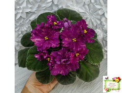 РМ-Финикийская Принцесса (Н. Скорнякова) 2023 г.