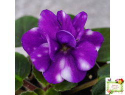 Hunter's Primal Scream (K.Muzalewski)