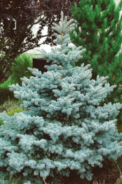 Ель колючая Super Blue