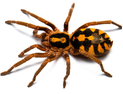 Hapalopus sp. "Columbia Gross"