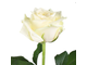 Белые розы премиум