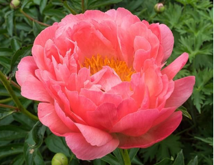 МНОГОЛЕТНИЕ ЦВЕТЫ - Пион Pink Hawaiian Coral, C3