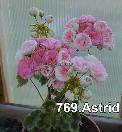 Пеларгония Astrid