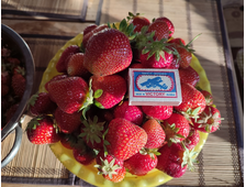 Клубника Кент  ЗКС
