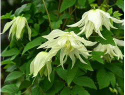 Клематис Lemon Dream, C5