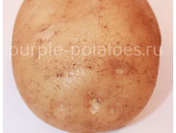 Сорт картофеля Гранат