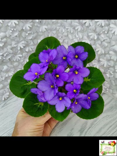 LV-Олег+Алиса (Л. Шевелева) 2025 г. (гёрл-лист с кроновой пестролистностью)