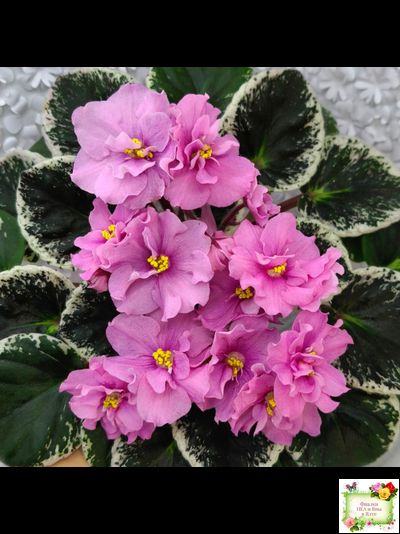 Р-Донна Роза Дальвадорес (В. Зуб) 2021 г.