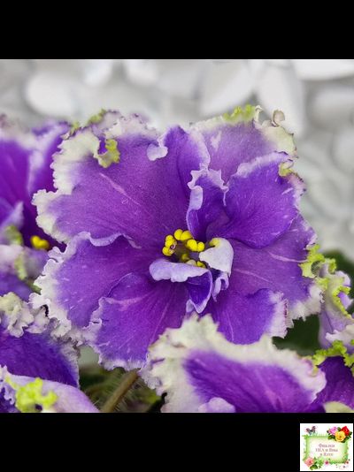 НД-Цветок Сирени (Н.Данилова-Суворова) 2022 г.