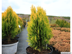 Туя Ауреа Нана - Aurea Nana