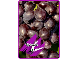 Альтаир (укоренённый черенок)