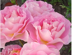 Пинк Парадиз (Pink Paradise)