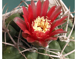 Gymnocalycium tillianum VG-643 - 5 семян