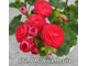 Пеларгония PAC Viva Rosita