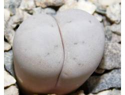 Lithops ruschiorum C101 (MG-1701) - 10 семян