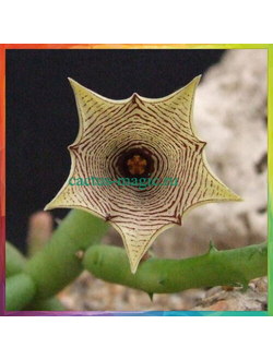 Huernia leachii
